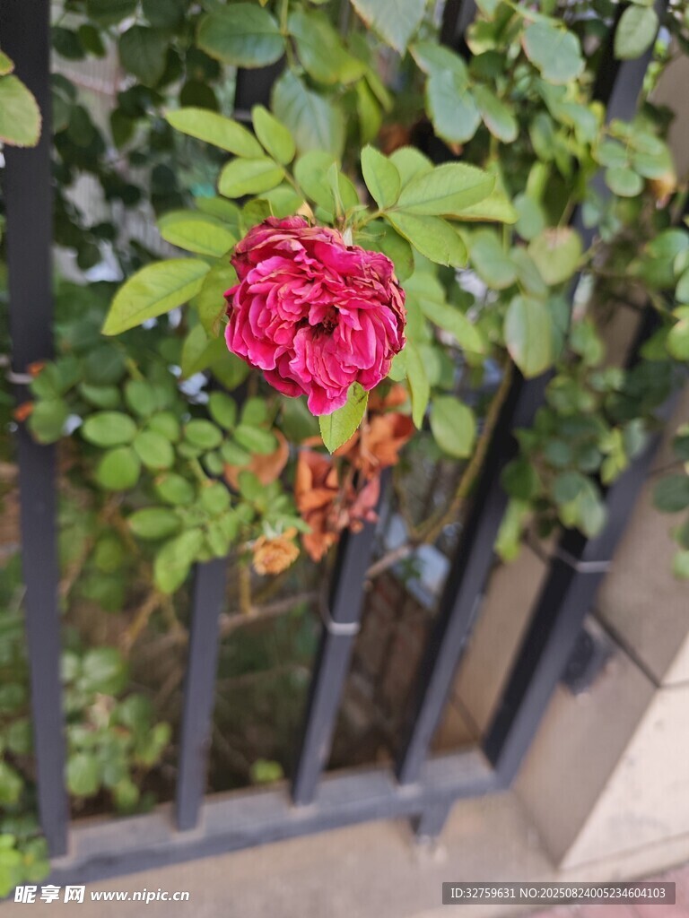 栅栏旁娇艳的红玫瑰