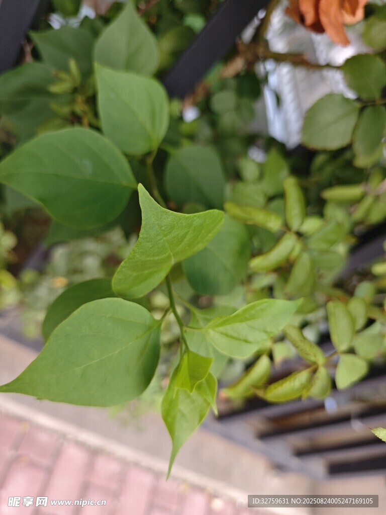 绿叶植物特写