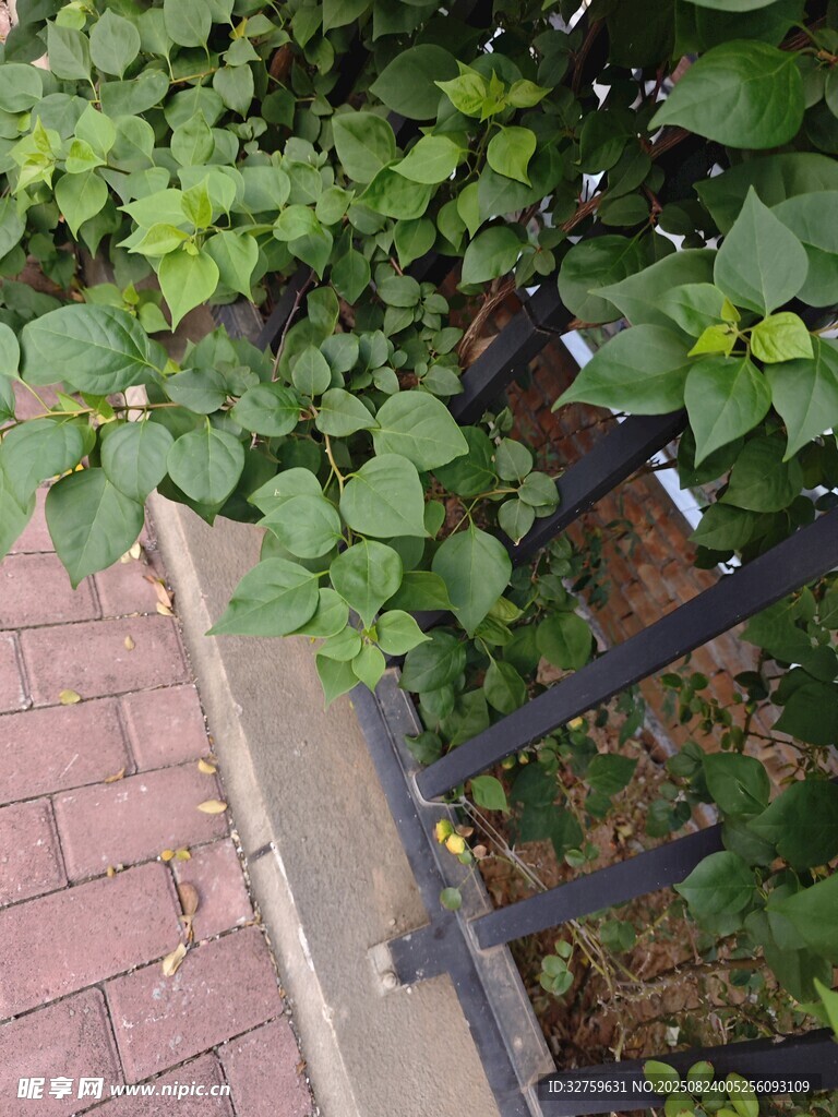 绿叶攀附于黑色围栏旁