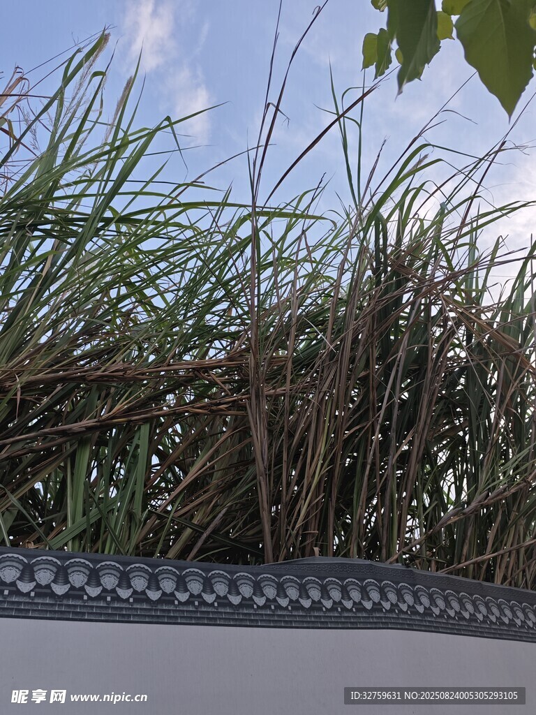 路边茂盛的绿色草丛
