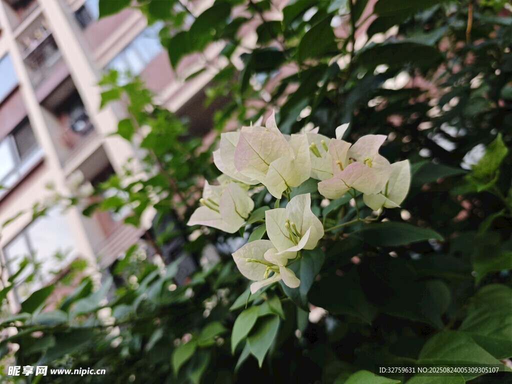 绿叶丛中的白色花卉