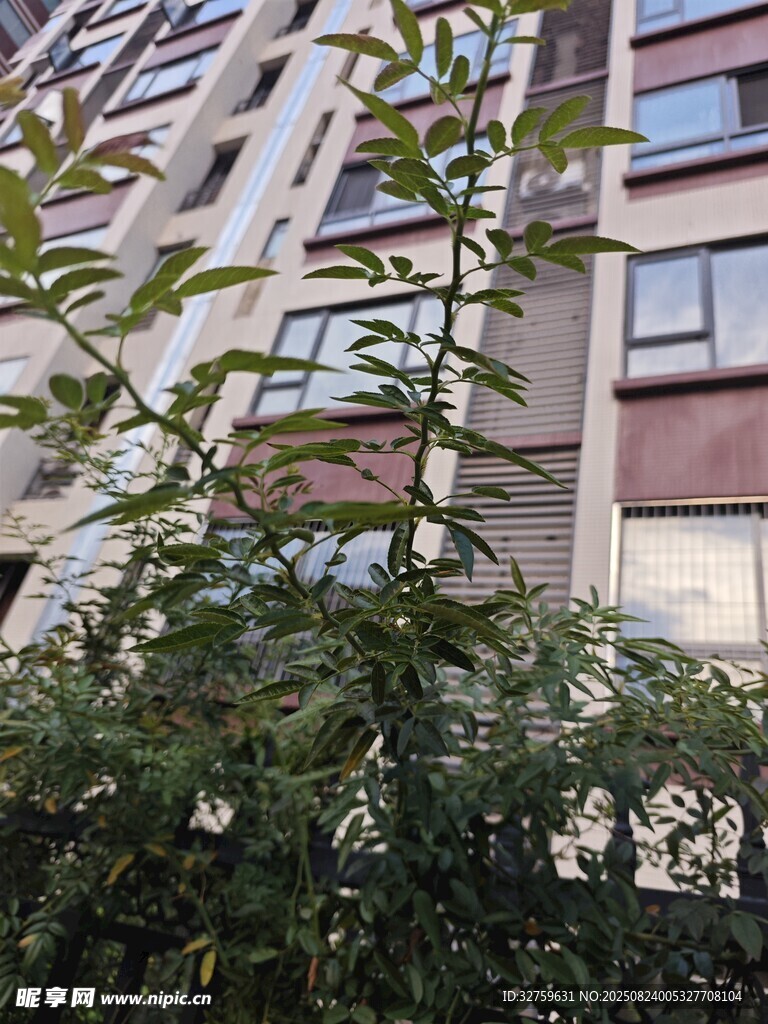高楼旁繁茂绿植景观