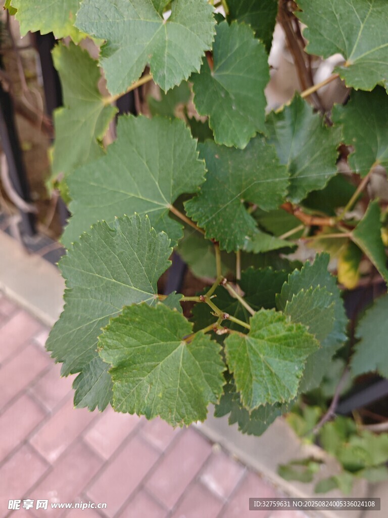 绿叶藤蔓植物特写