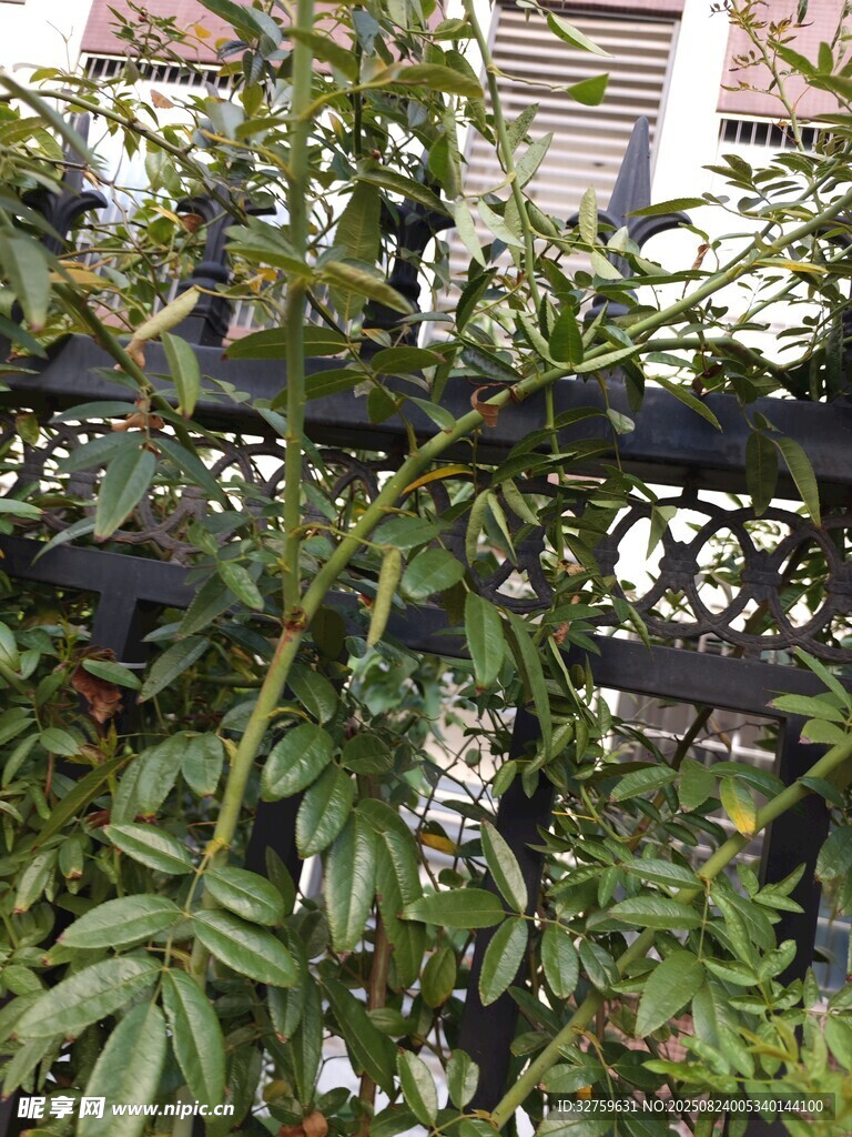 绿叶繁茂的植物景观