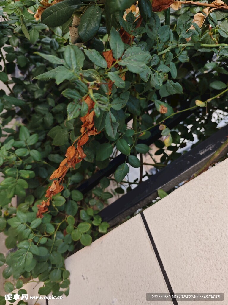 墙边绿植景致