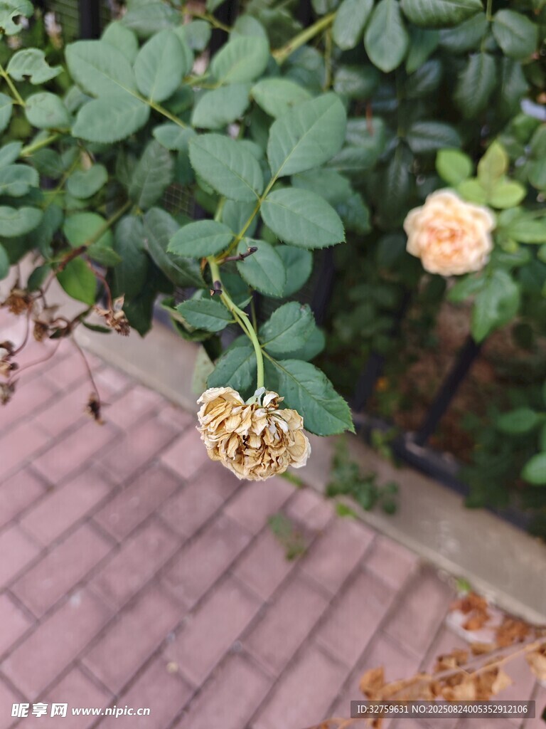 砖路旁枯萎与盛开的玫瑰