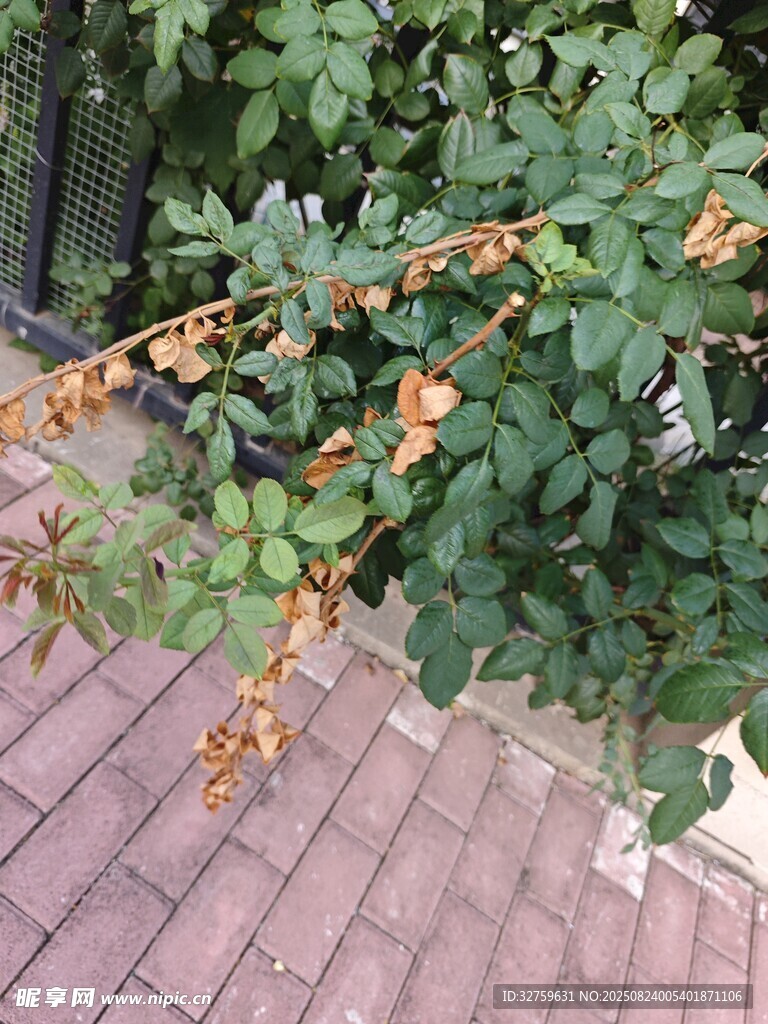 枝头挂果的绿植