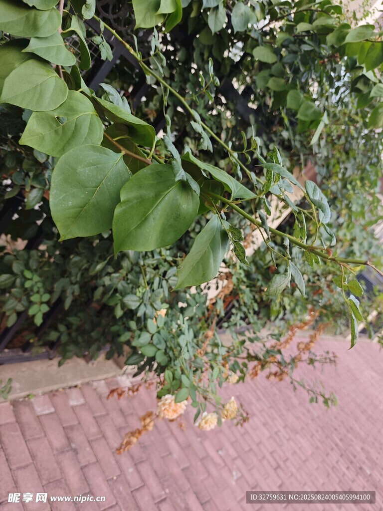 路边绿植景象