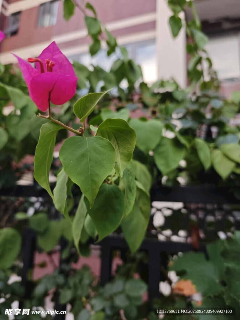 娇艳三角梅绽放绿叶间
