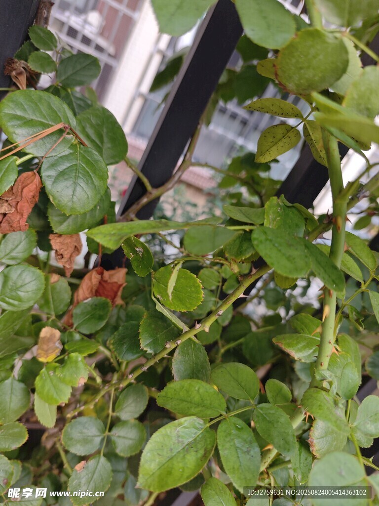 绿叶植物特写