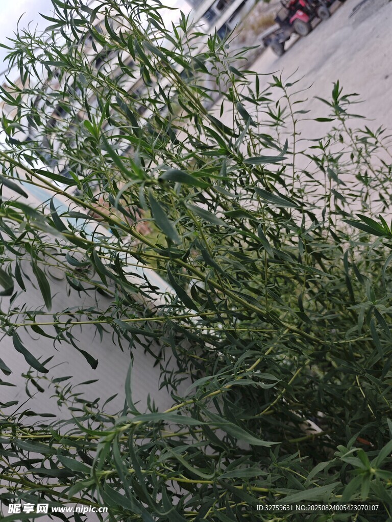 路边生长的绿色植物