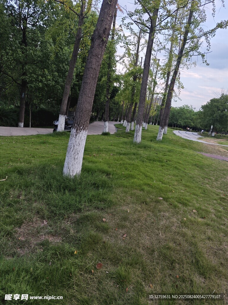 林间草地风景