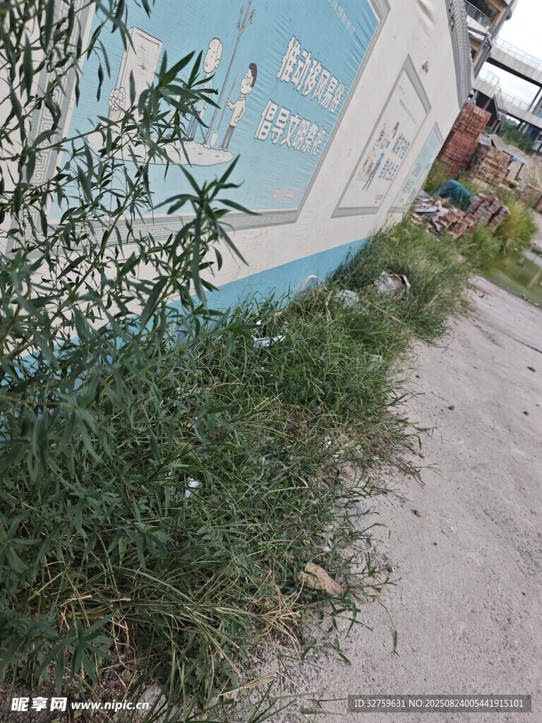 墙边杂草丛生的景象