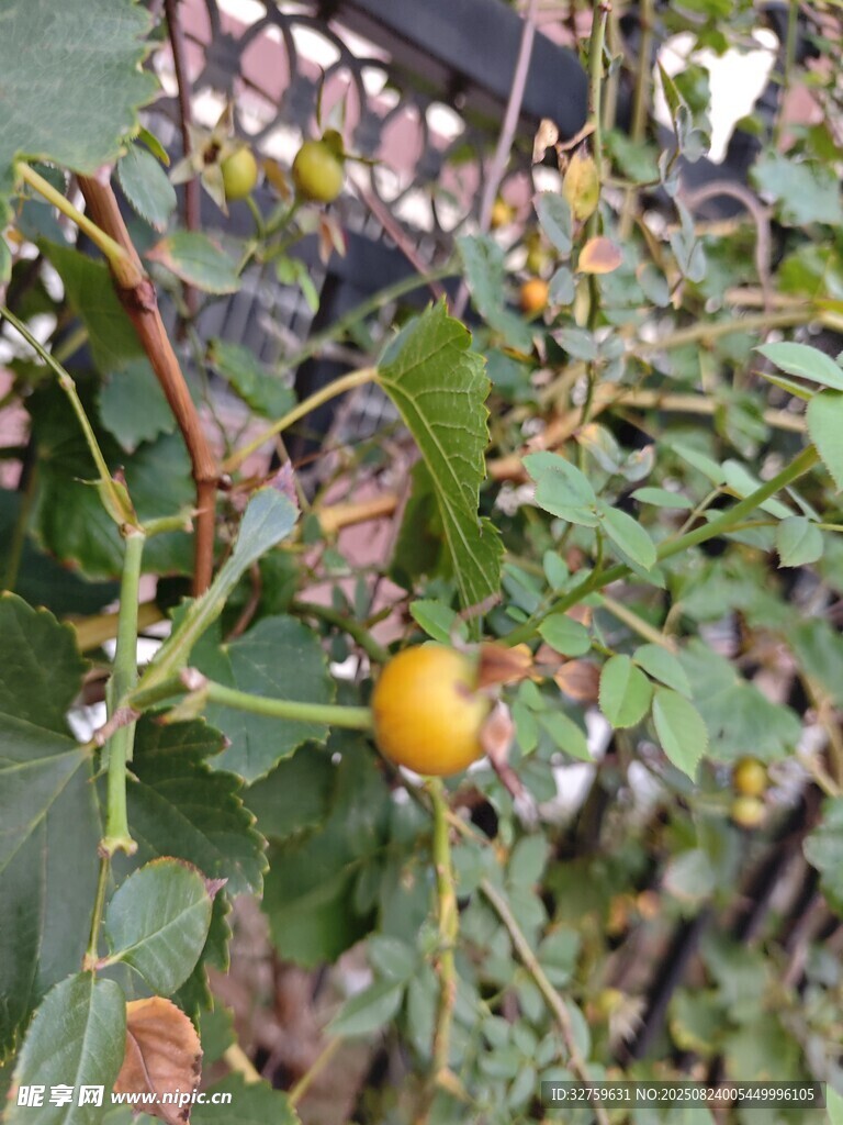 枝头黄果 