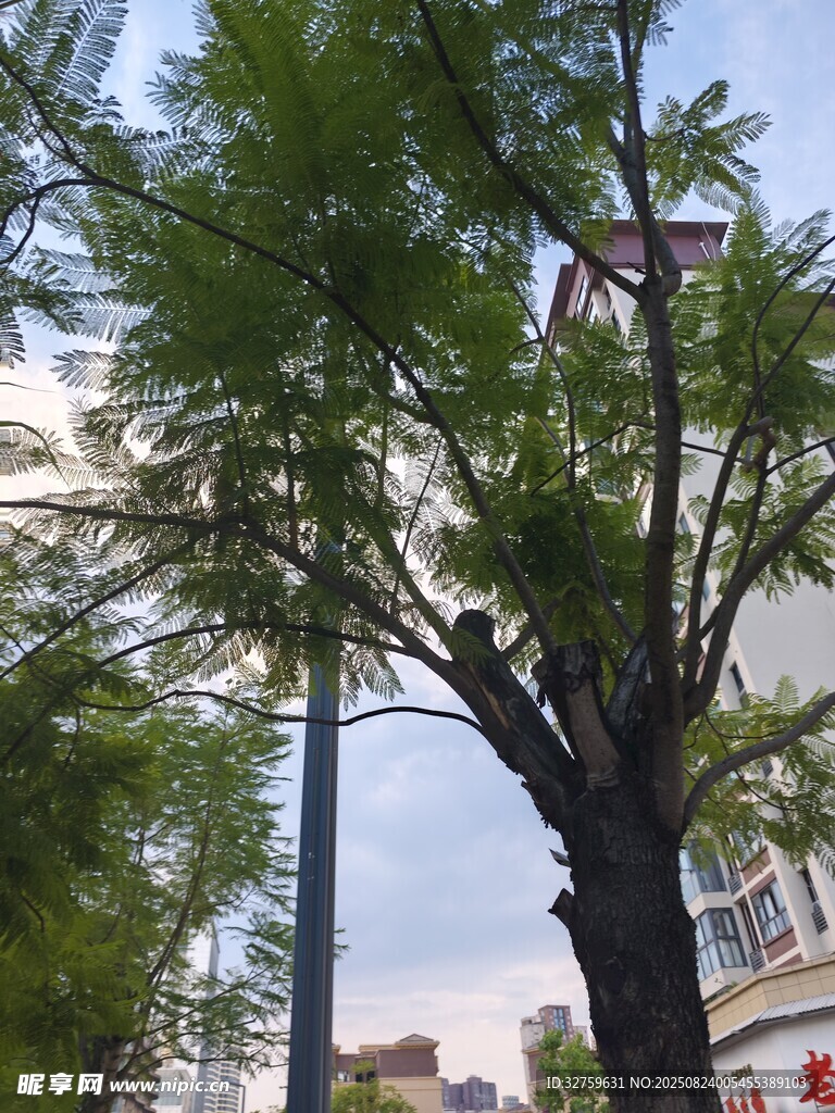城市中挺拔的绿树