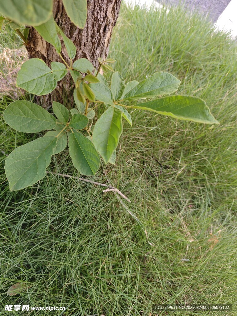 草丛中的绿植