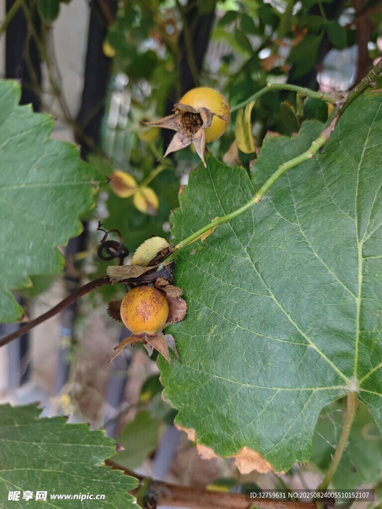 葡萄藤上的青涩果实
