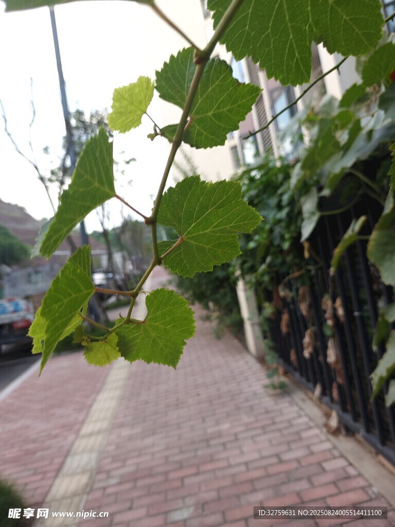 葡萄藤下的红砖小径