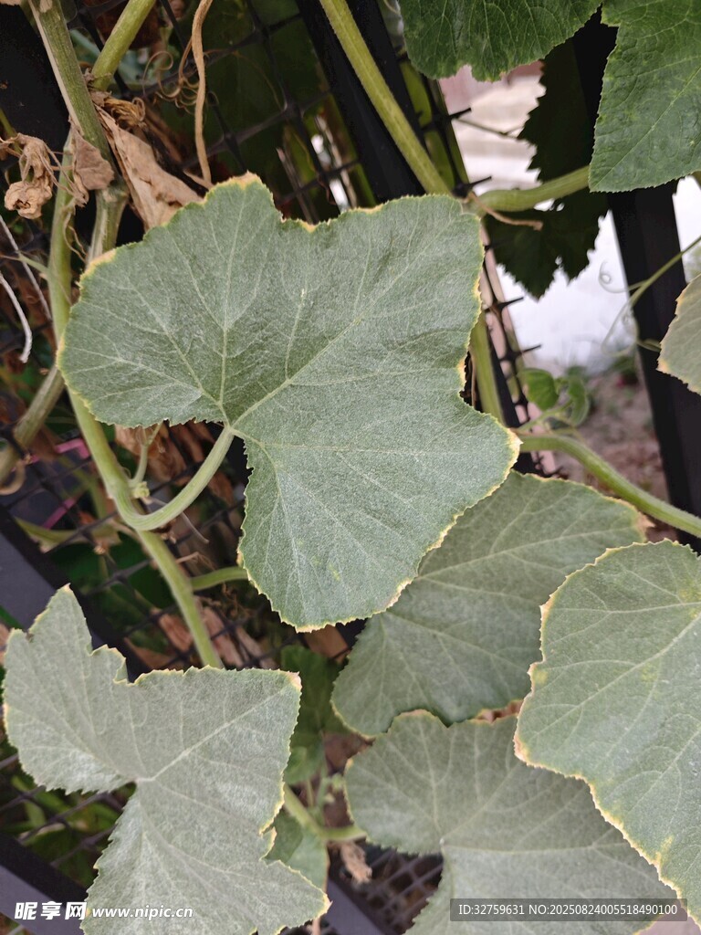 南瓜藤蔓与叶片特写