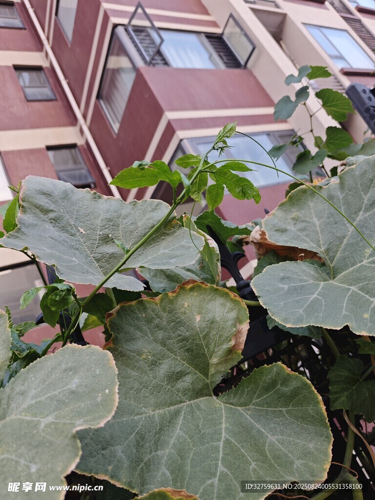 楼前绿植特写