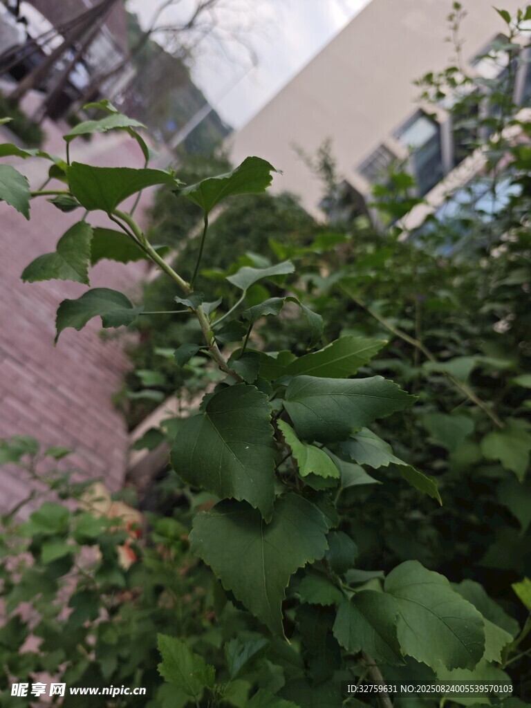 绿叶繁茂的街边植物