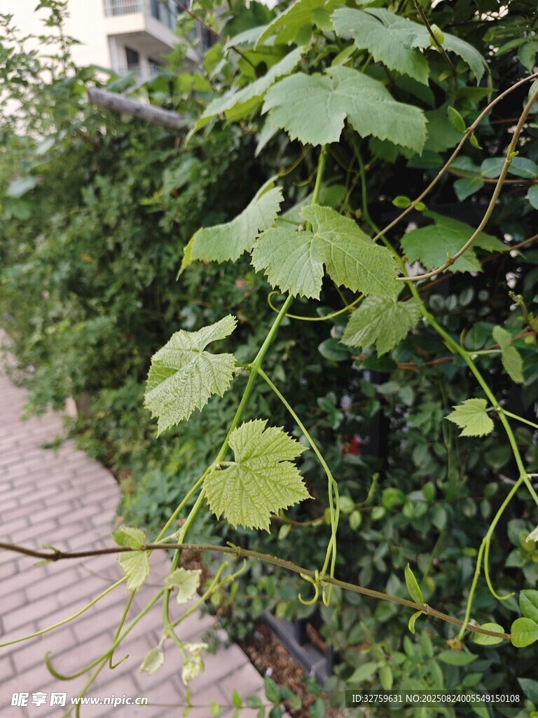 路边繁茂的绿色藤蔓植物