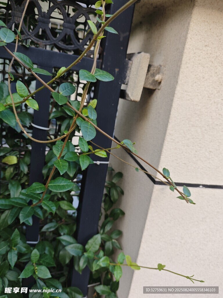 墙边攀爬的翠绿藤蔓植物