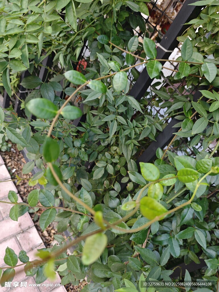 绿叶繁茂的植物景观