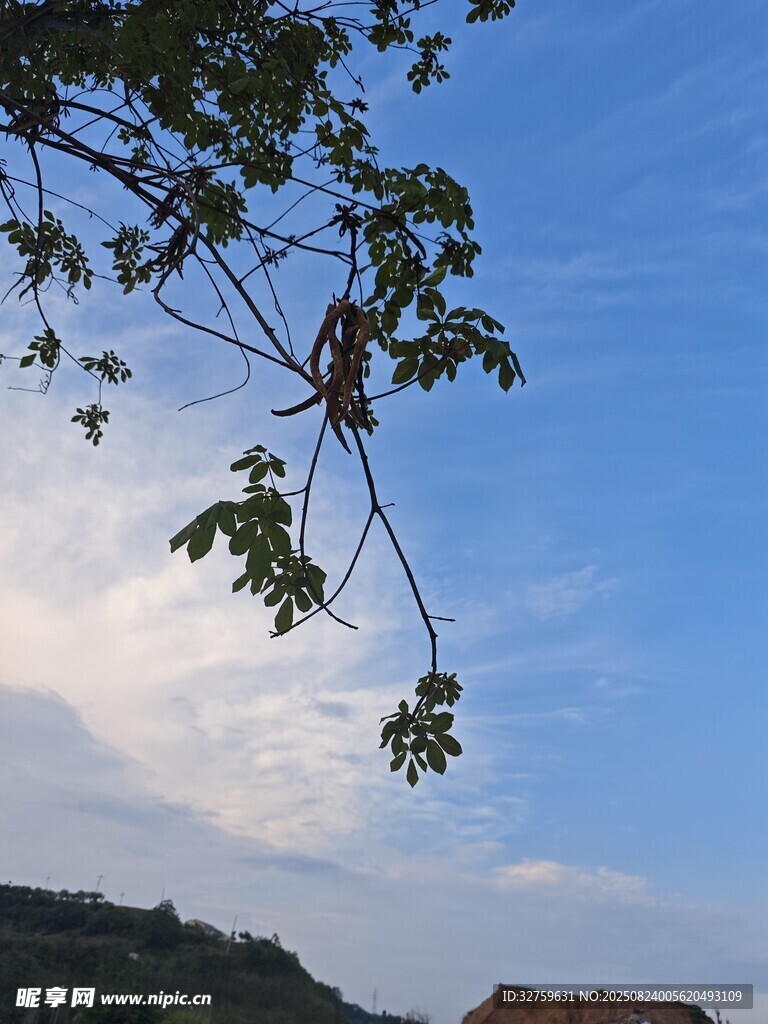 蓝天绿树 