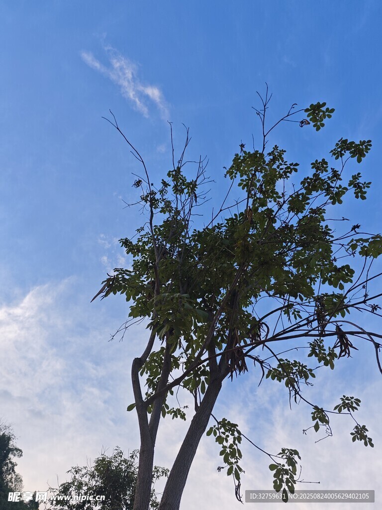 蓝天映衬下的挺拔绿树
