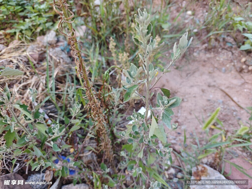 野外生长的绿色植物