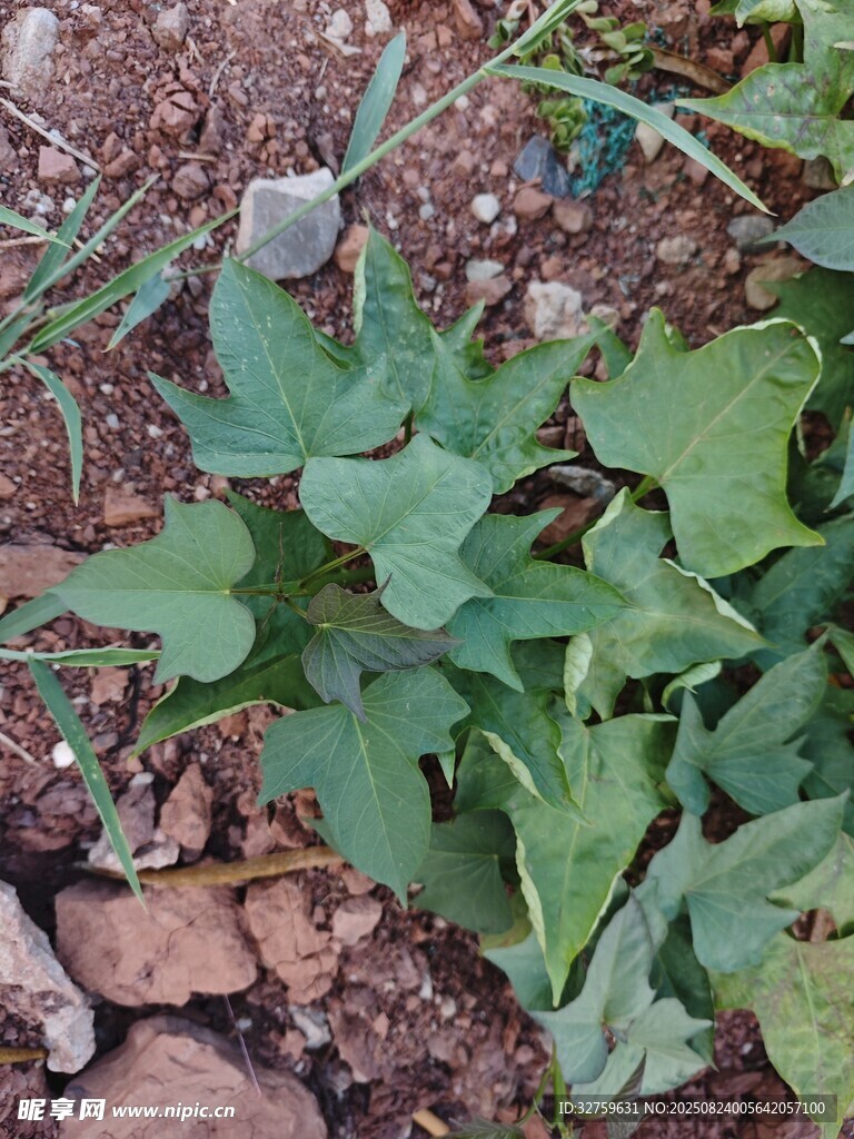 地面生长的绿色植物