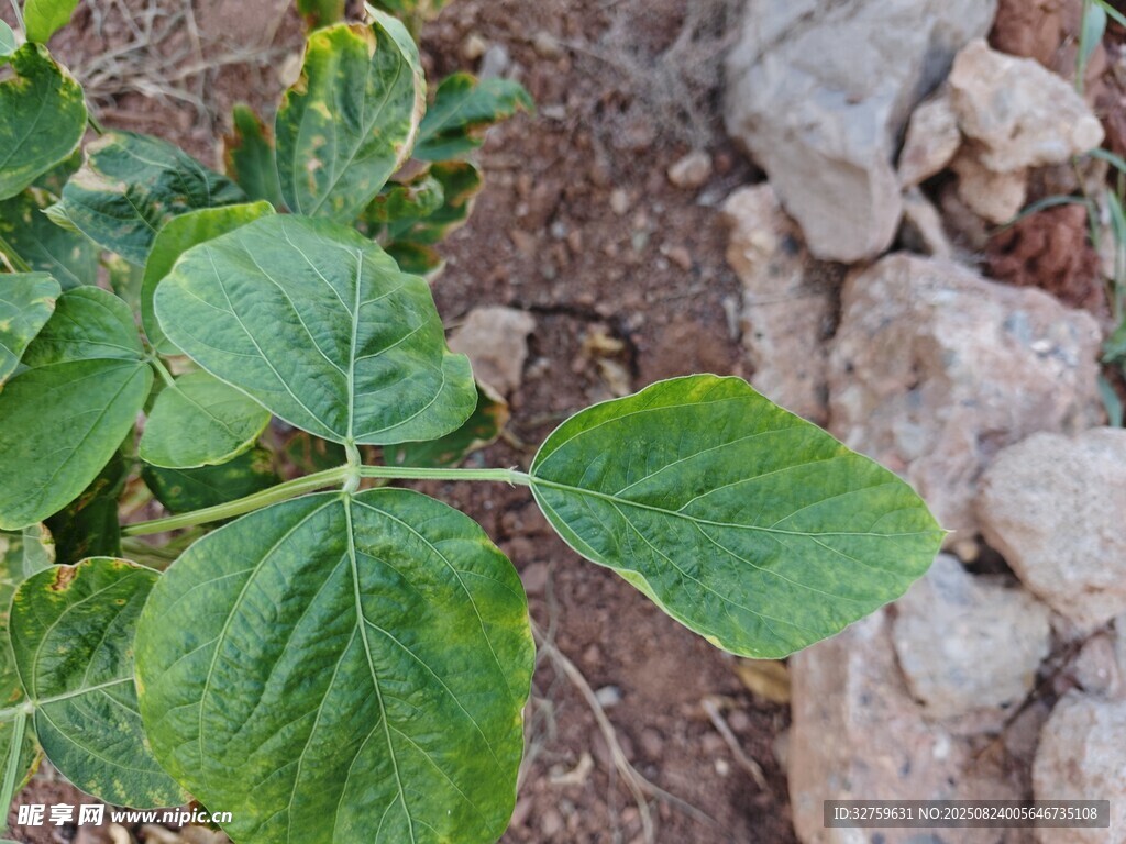 绿叶植物生长于石旁