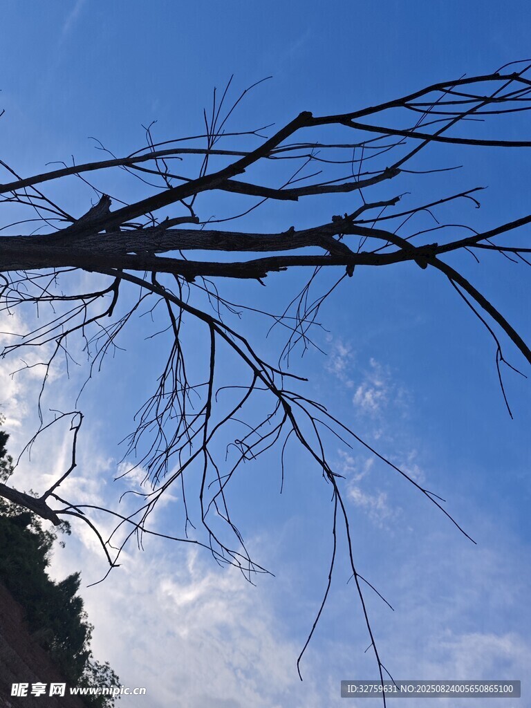 蓝天枯枝景象