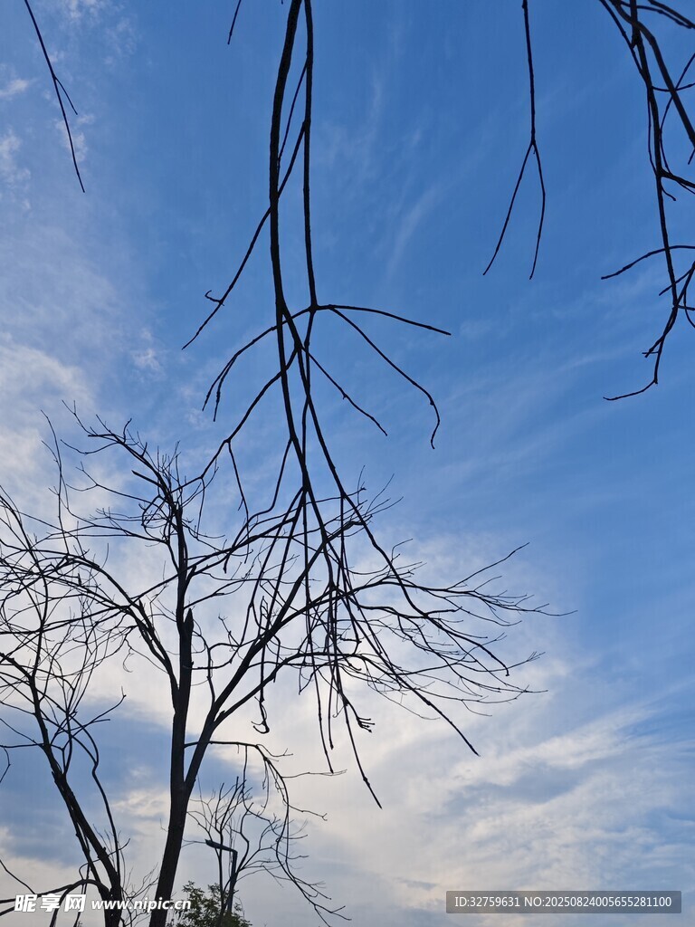 蓝天枯枝美景