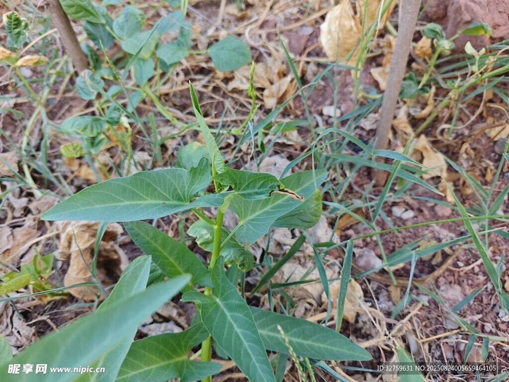 地面上的绿色植物