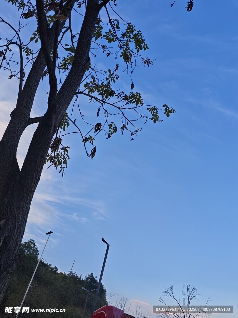 蓝天树下的静谧景致