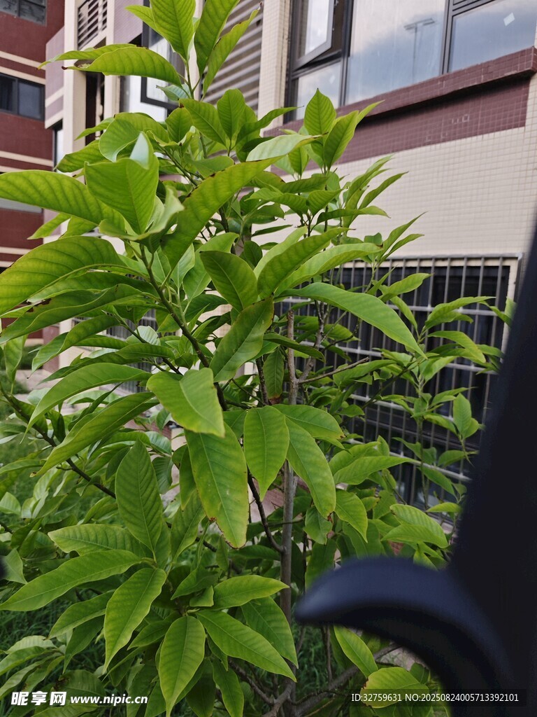 窗边绿植生机盎然