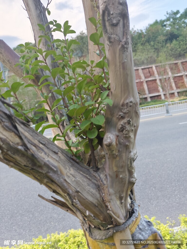 枯木逢春的顽强绿植