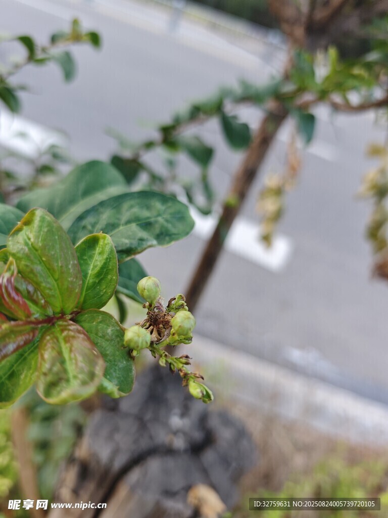 嫩绿植物枝丫特写
