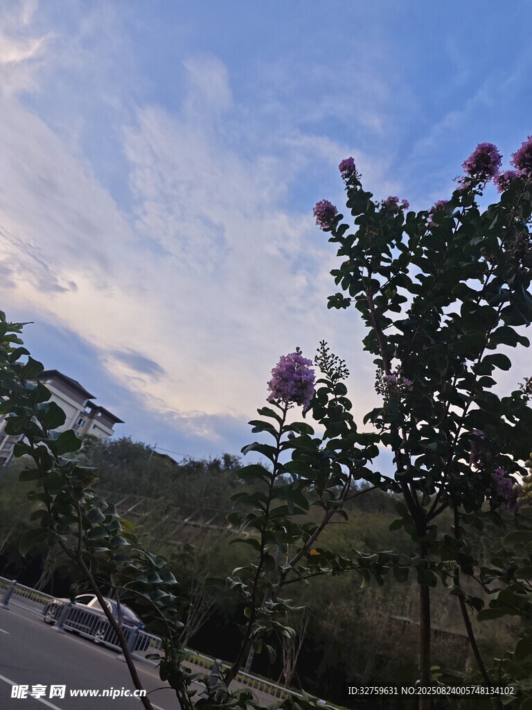 路边繁花伴蓝天绿树