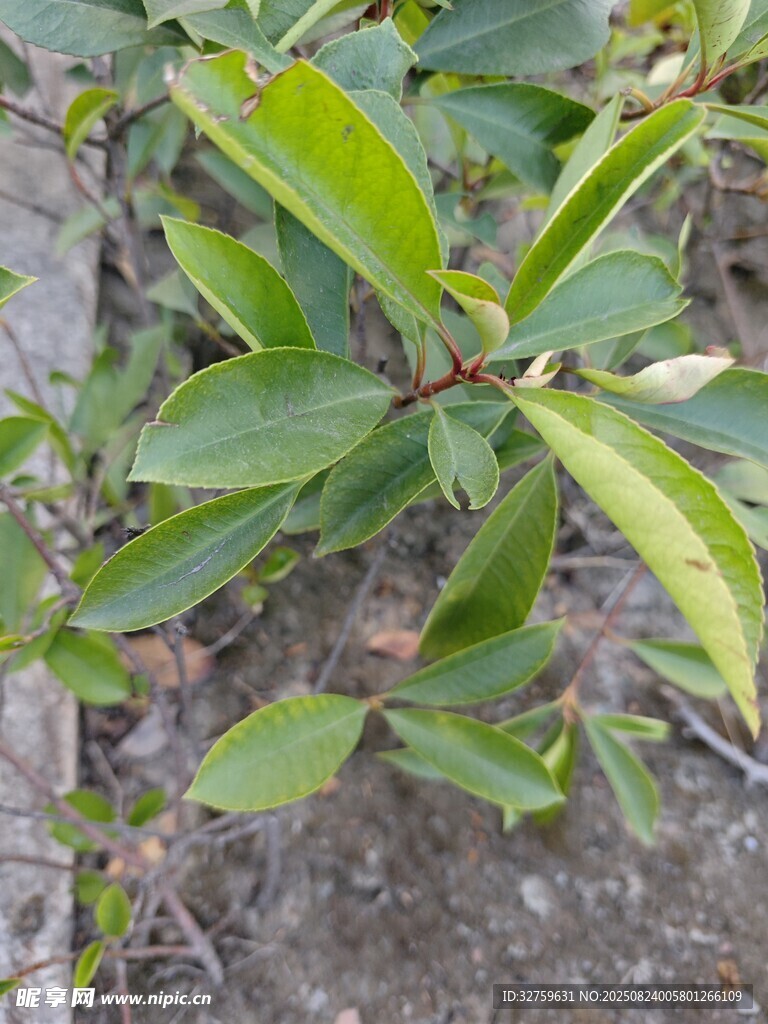绿叶植物特写