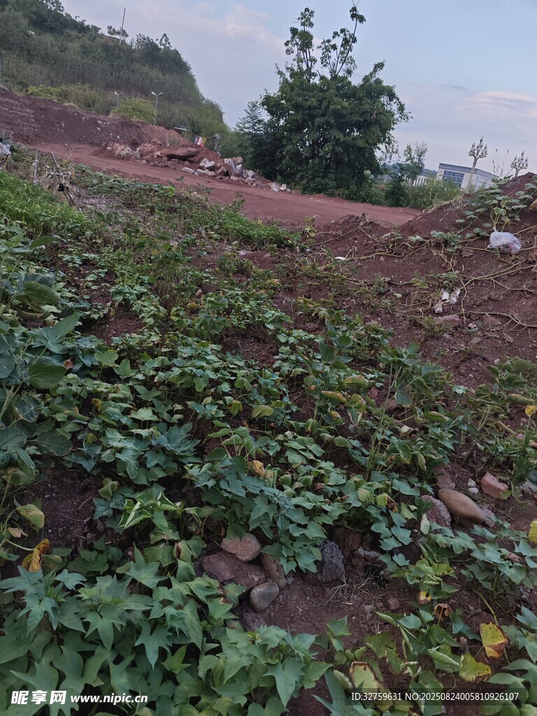 山坡上的绿植农田景象