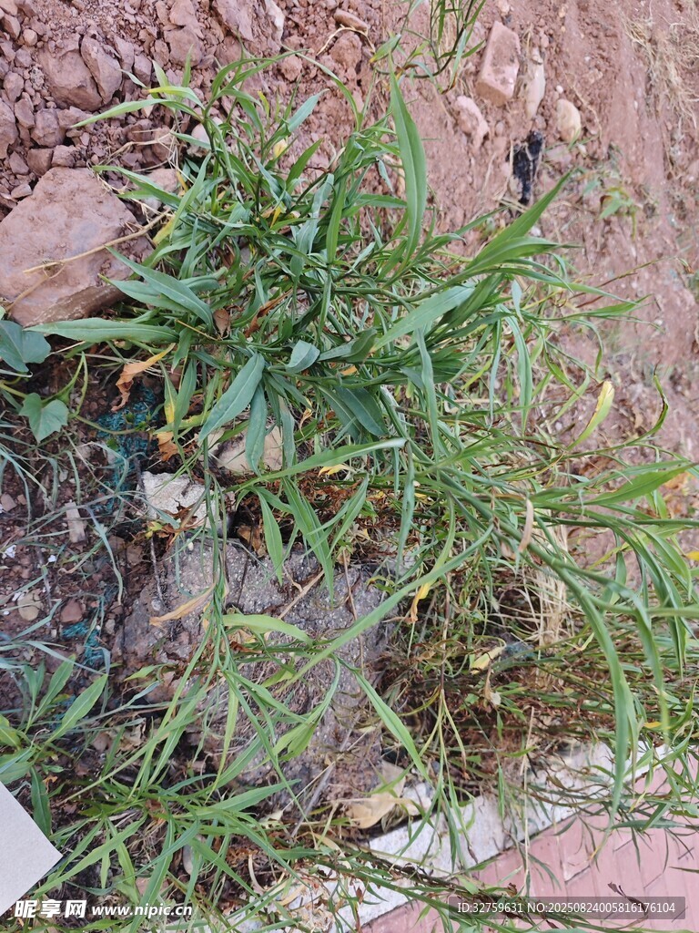 地面生长的绿色杂草植物