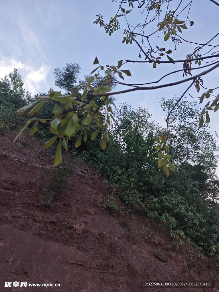 山坡上的繁茂绿植