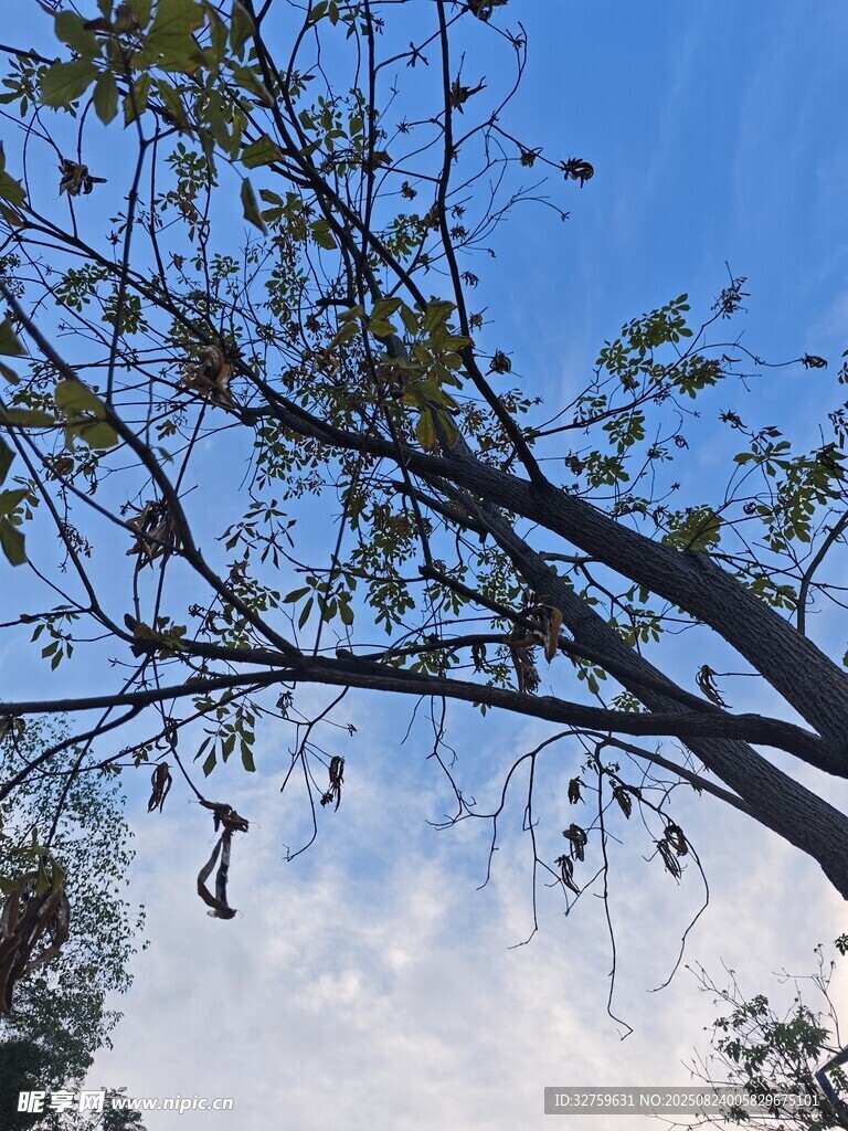 蓝天树枝间的自然景致