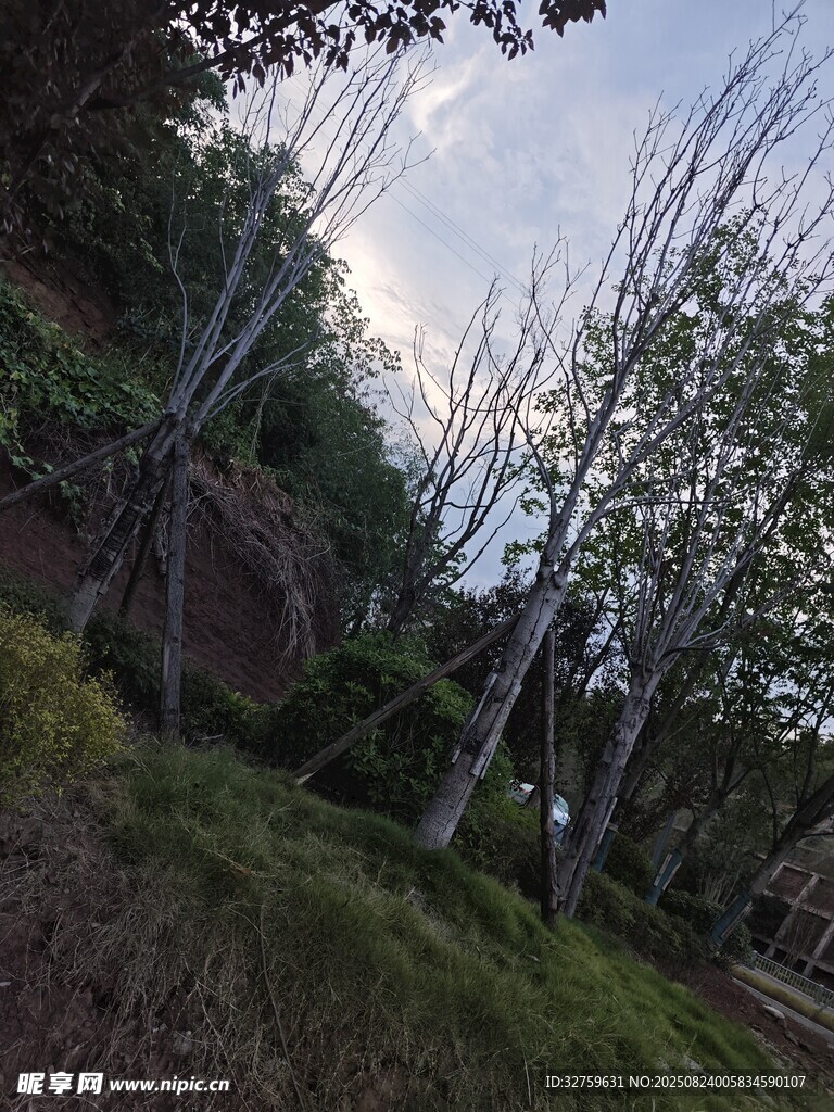 山间树林风景
