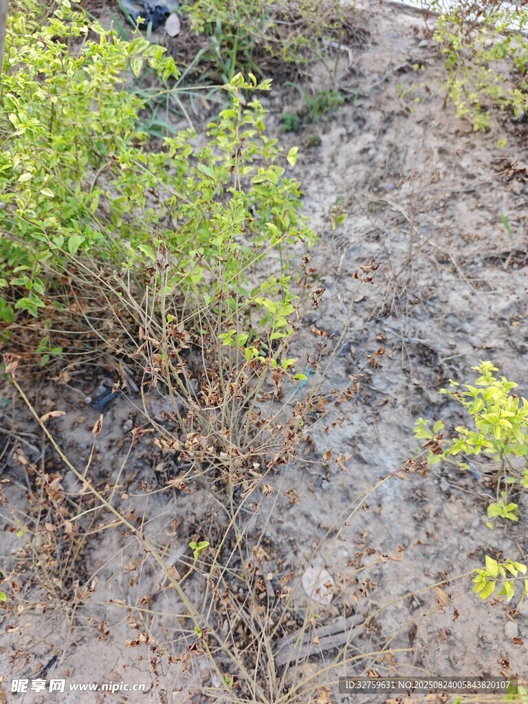 野外杂草丛生的地面景象