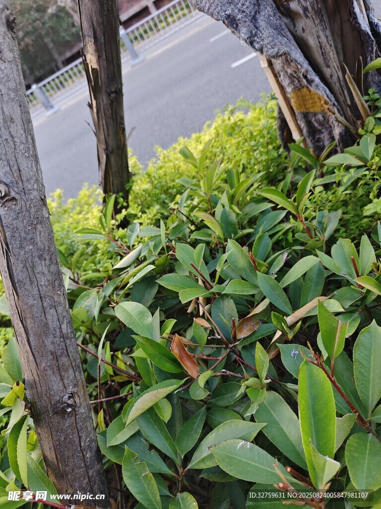 木栅栏旁的葱郁绿植