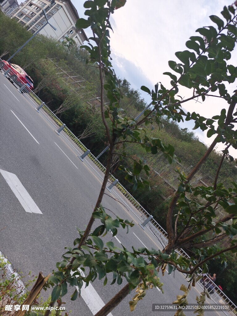 路边绿植与道路景象
